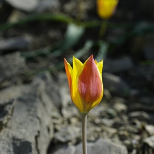 Tulipa tetraphylla